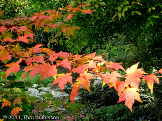 Acer tschonoskii var. rubripes